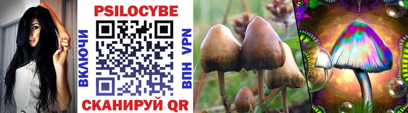Купить  Свободный  Галлюциногенные грибы Psilocybe 